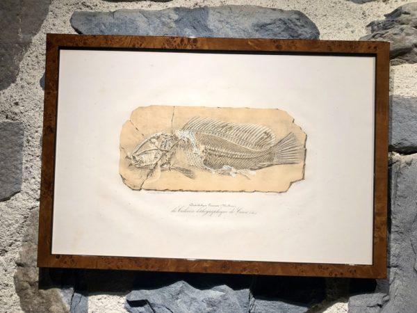 Gravure Disticholepis Fourneti - Thiolliere 1852