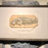Gravure Disticholepis Fourneti - Thiolliere 1852 – Image 2