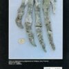 Minéraux et Fossiles n° 198 – Image 2
