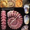 Fossiles Hors-Série 2023 - Ammonites Aspidoceratoidea du Jurassique malgache (Callovien Supérieur-Tithonien) – Image 3